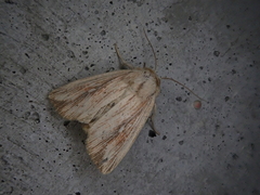 Mythimna salebrosa