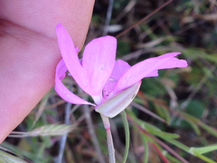 Clarkia biloba