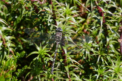 Austroaeschna flavomaculata