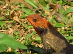 Calotes versicolor