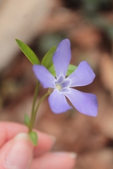 Vinca difformis difformis