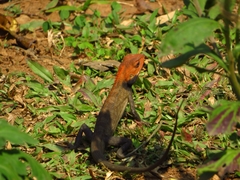 Calotes versicolor
