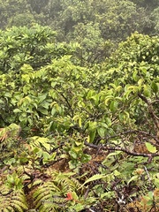 Antidesma platyphyllum