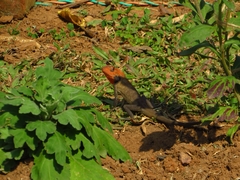 Calotes versicolor