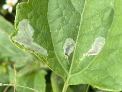 Calycomyza eupatorivora