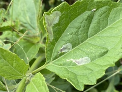Calycomyza eupatorivora