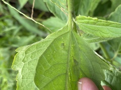 Calycomyza eupatorivora