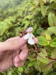 Phyllostegia grandiflora