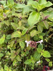 Phyllostegia grandiflora