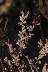 Aspalathus triquetra