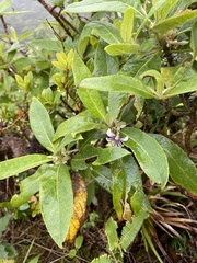 Scaevola mollis