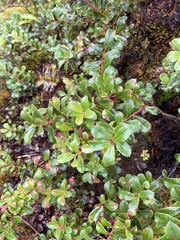 Vaccinium dentatum