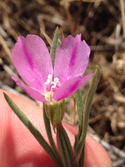 Clarkia purpurea