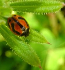 Coccinella miranda