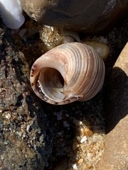 Littorina saxatilis