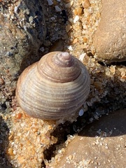 Littorina saxatilis