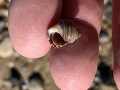 Littorina saxatilis