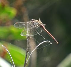 Sympetrum nigrifemur