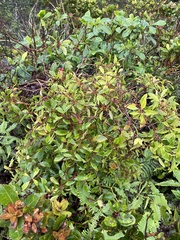 Metrosideros tremuloides