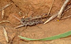 Calliptamus plebeius