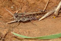 Calliptamus plebeius