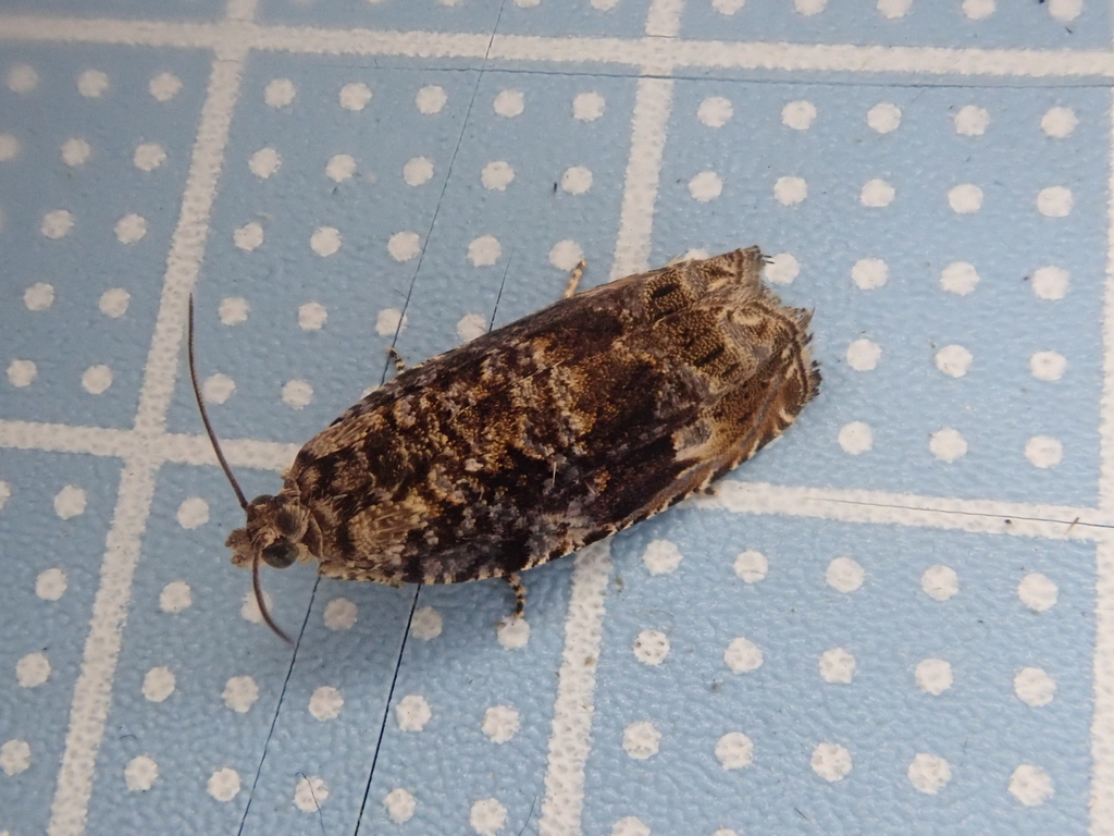 Hedya inornata