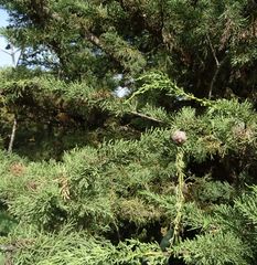 Cupressus macrocarpa image