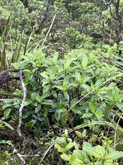 Kadua
