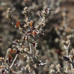 Aspalathus triquetra