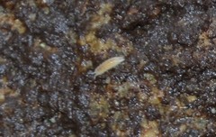 Miktoniscus patiencei