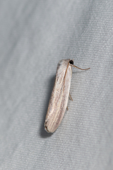 Prionopterina grammatistis