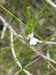 Westringia tenuicaulis