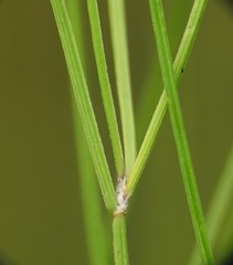 Tricoryne muricata