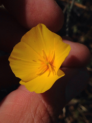 Eschscholzia lobbii