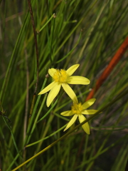 Tricoryne muricata