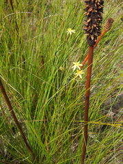 Tricoryne muricata
