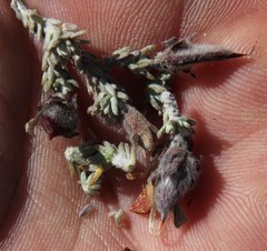 Aspalathus triquetra