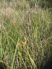 Bolboschoenus robustus