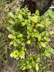 Syzygium sandwicense