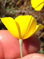 Eschscholzia lobbii