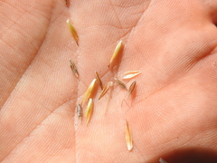 Rhynchospora heterochaeta