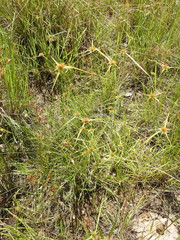 Rhynchospora heterochaeta