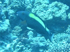 Cetoscarus bicolor