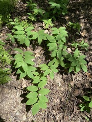 Polygonatum glaberrimum