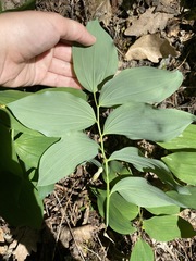 Polygonatum glaberrimum
