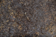 Miktoniscus patiencei