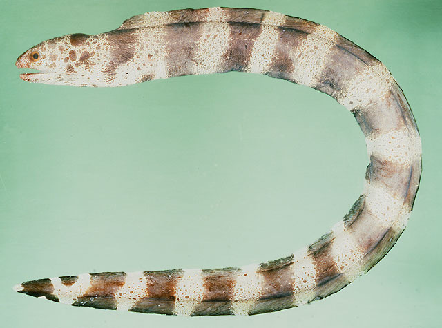 Ringed Moray