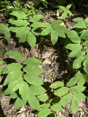 Polygonatum glaberrimum