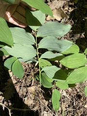 Polygonatum glaberrimum