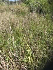 Bolboschoenus robustus